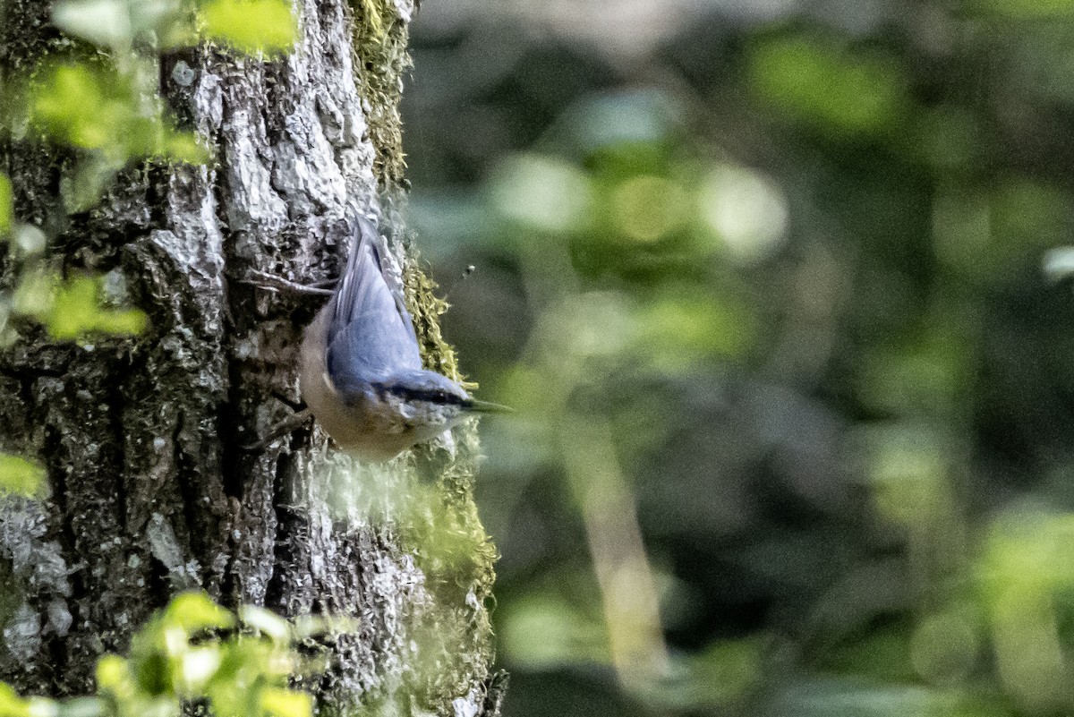 Eurasian Nuthatch - ML622101410