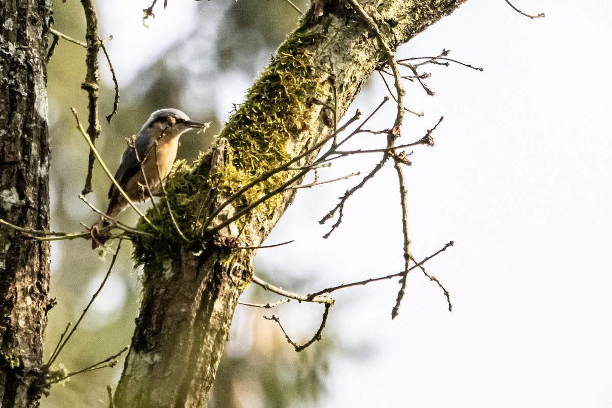 Eurasian Nuthatch - ML622101411