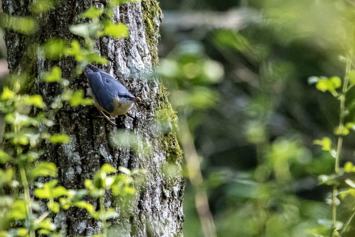 Eurasian Nuthatch - ML622101412