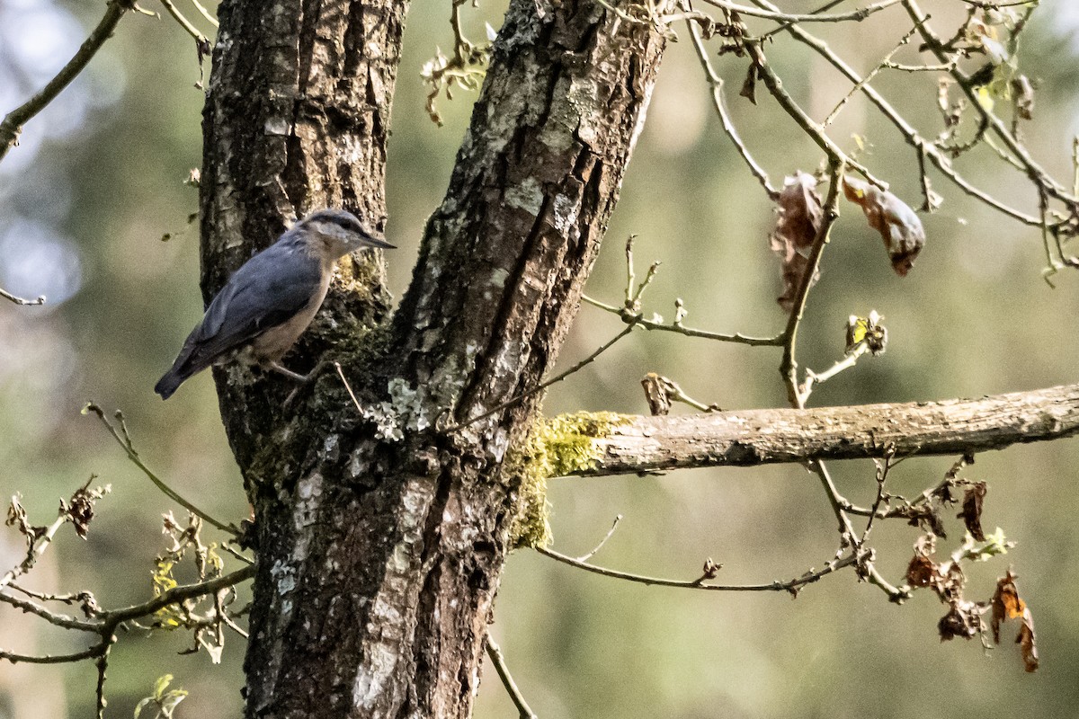 Eurasian Nuthatch - ML622101413