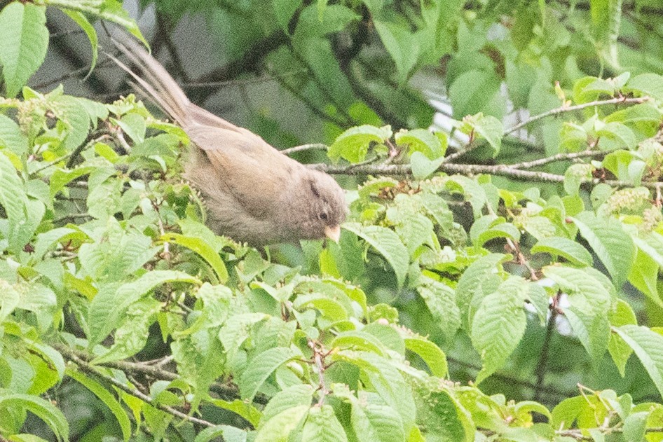 Brown Parrotbill - ML622101414