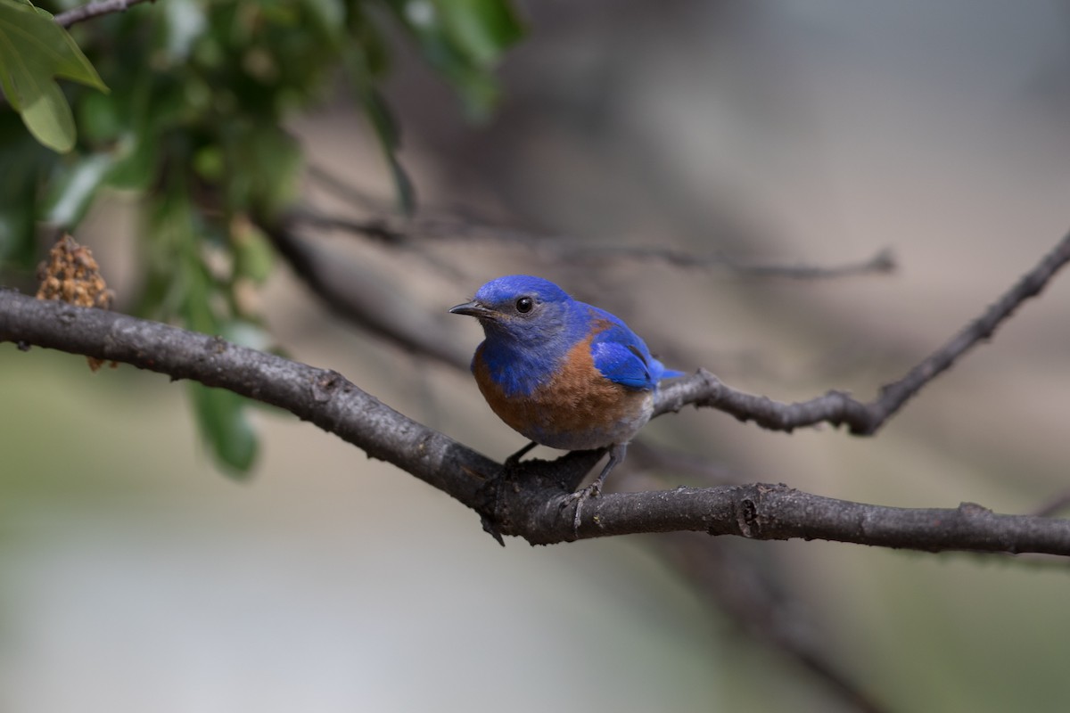 Western Bluebird - ML622101415