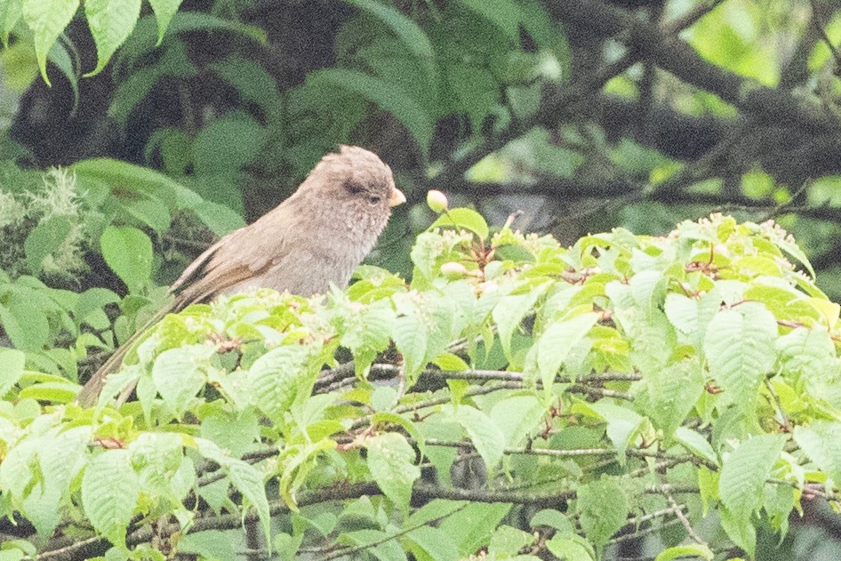 Brown Parrotbill - ML622101416