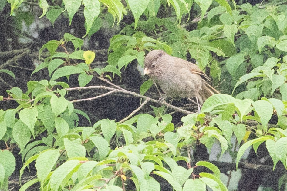 Brown Parrotbill - ML622101418