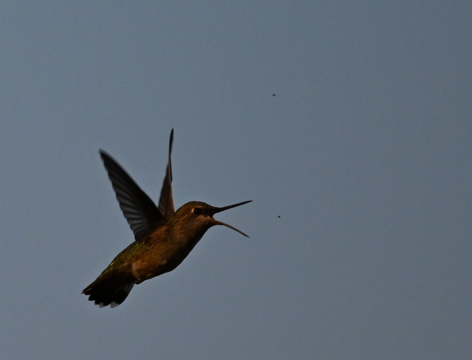 Anna's Hummingbird - ML622101419