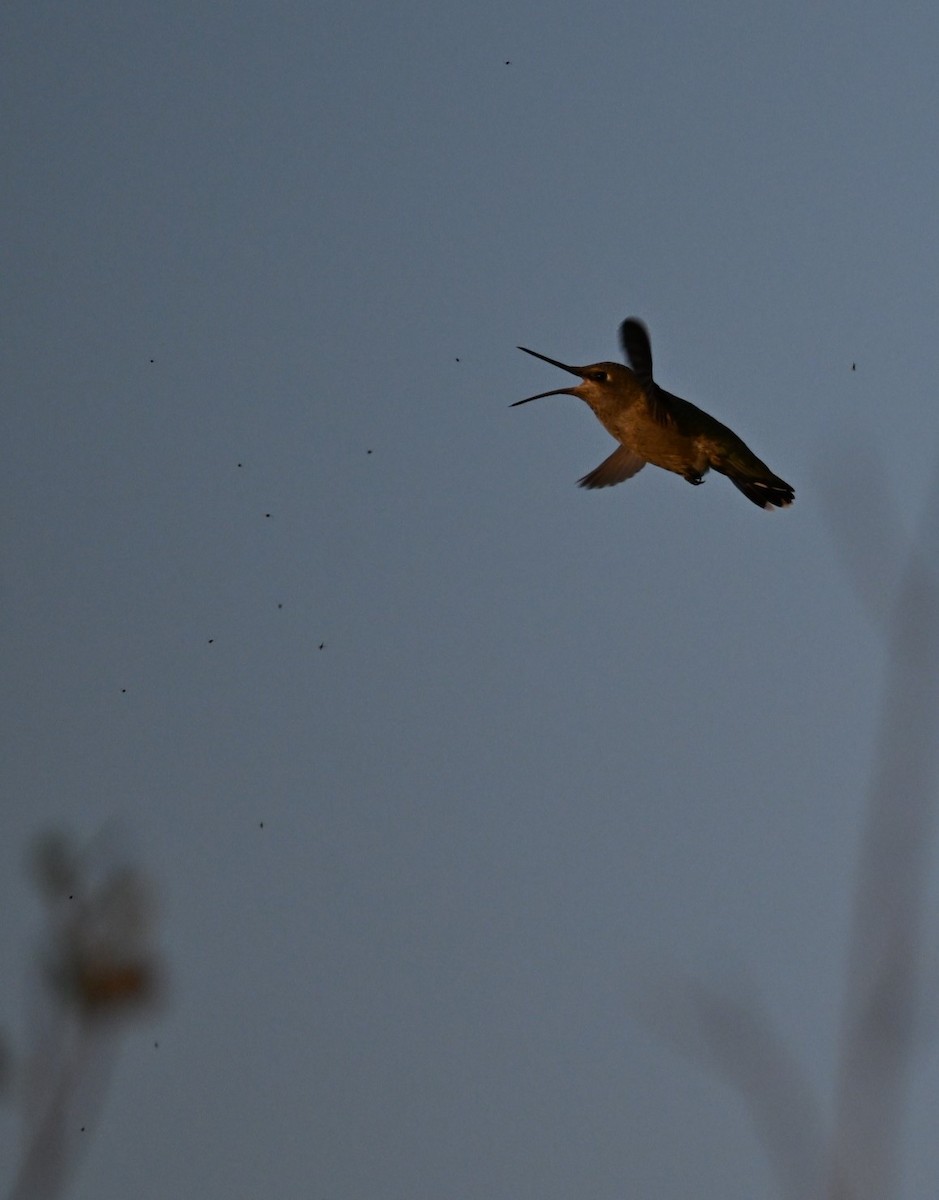 Anna's Hummingbird - ML622101420