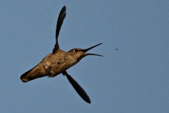 Anna's Hummingbird - ML622101421