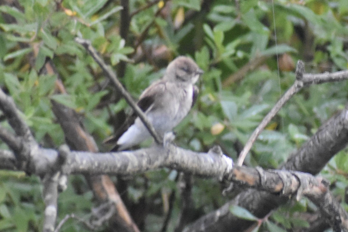 Northern Rough-winged Swallow - ML622101422