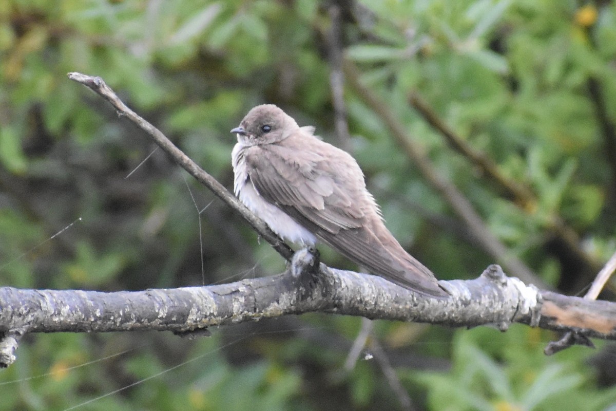 Northern Rough-winged Swallow - ML622101423