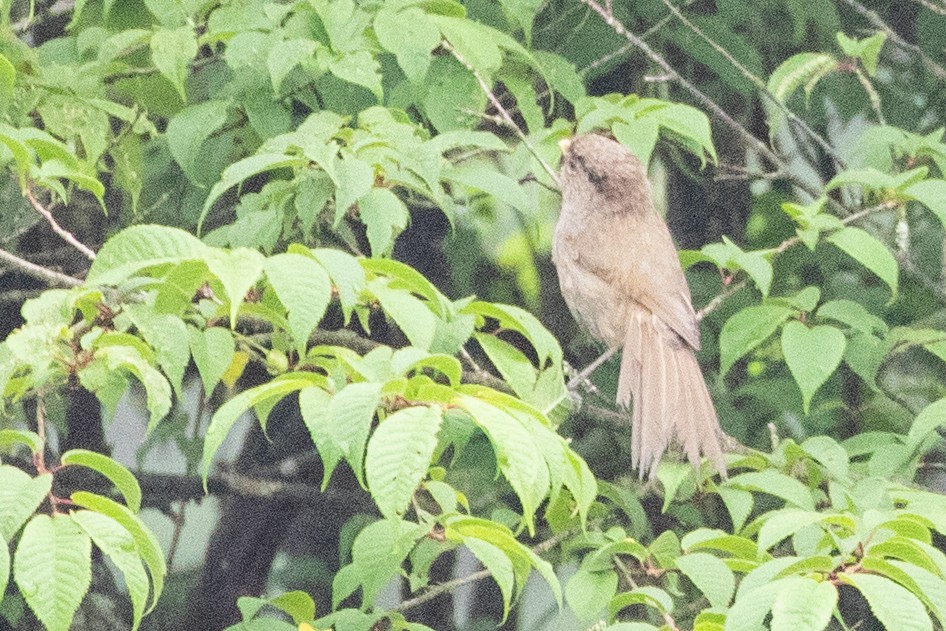 Brown Parrotbill - ML622101424