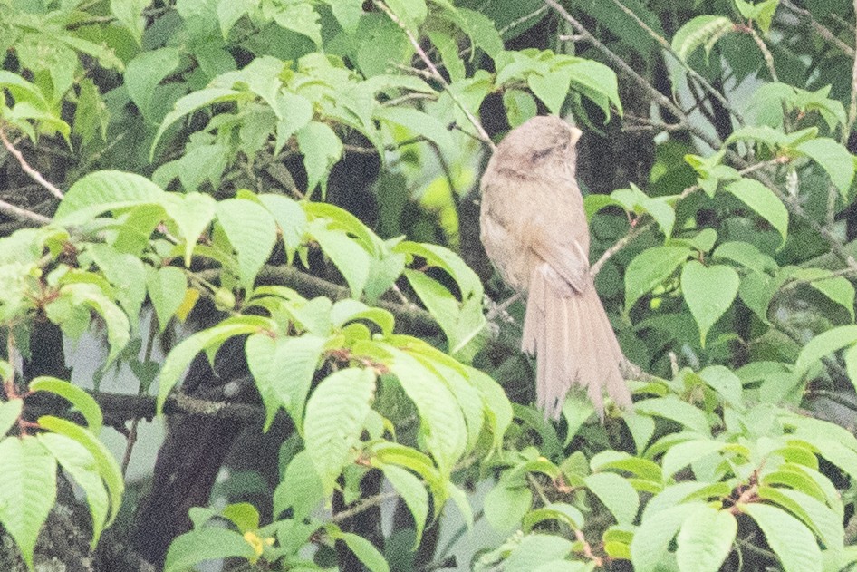 Brown Parrotbill - ML622101426