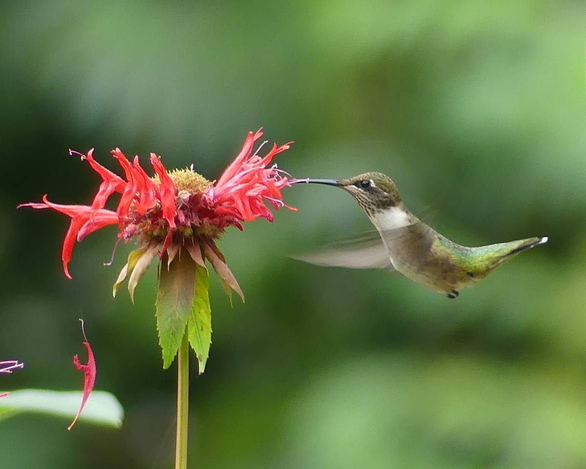 Ruby-throated Hummingbird - ML622101456