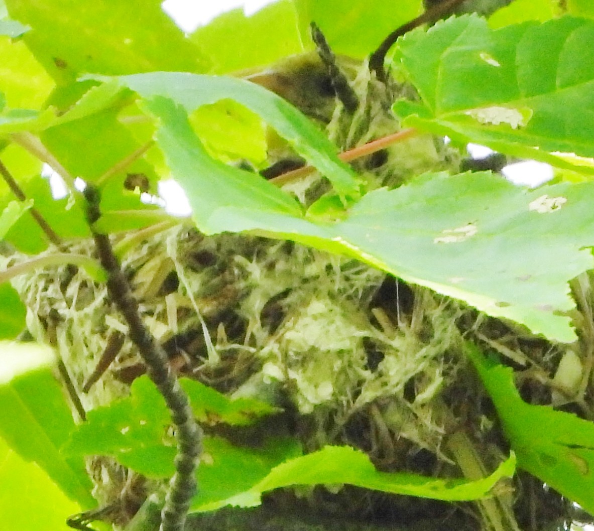 American Goldfinch - ML622101462