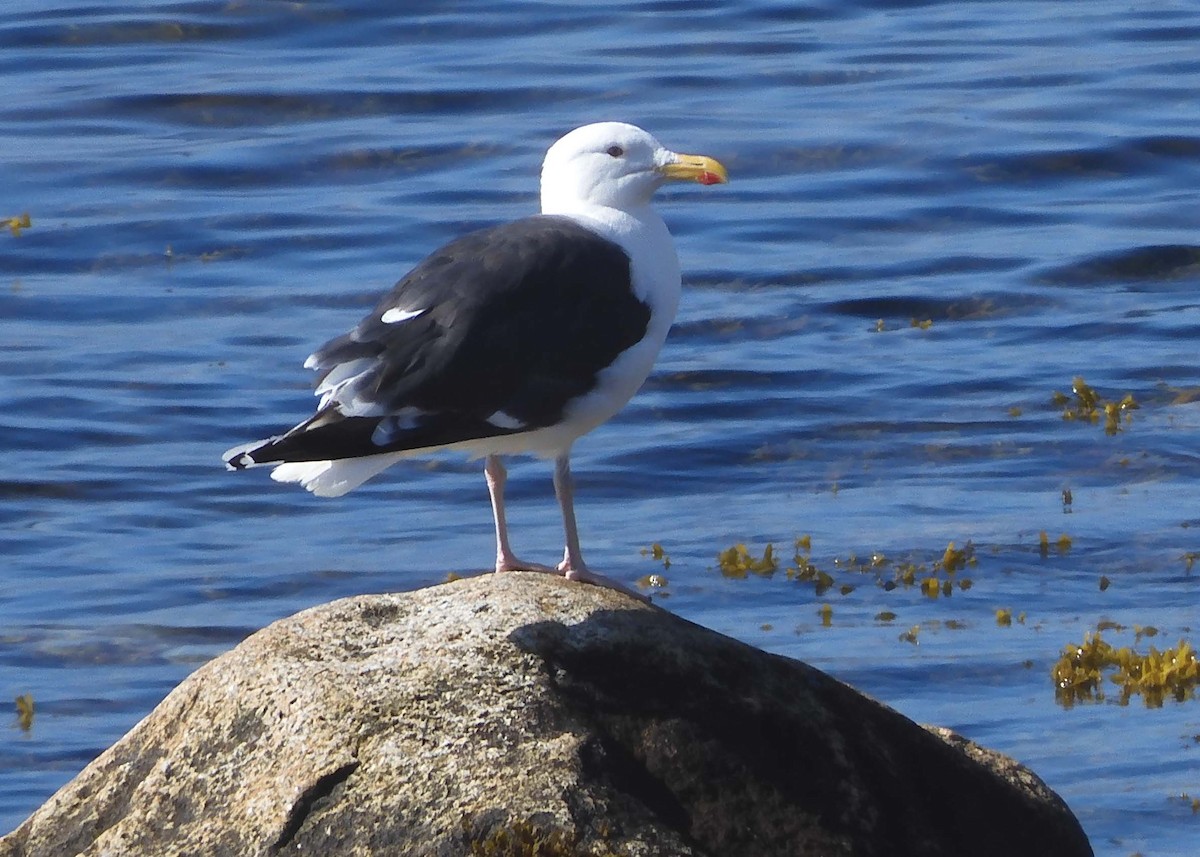 Great Black-backed Gull - ML622101463