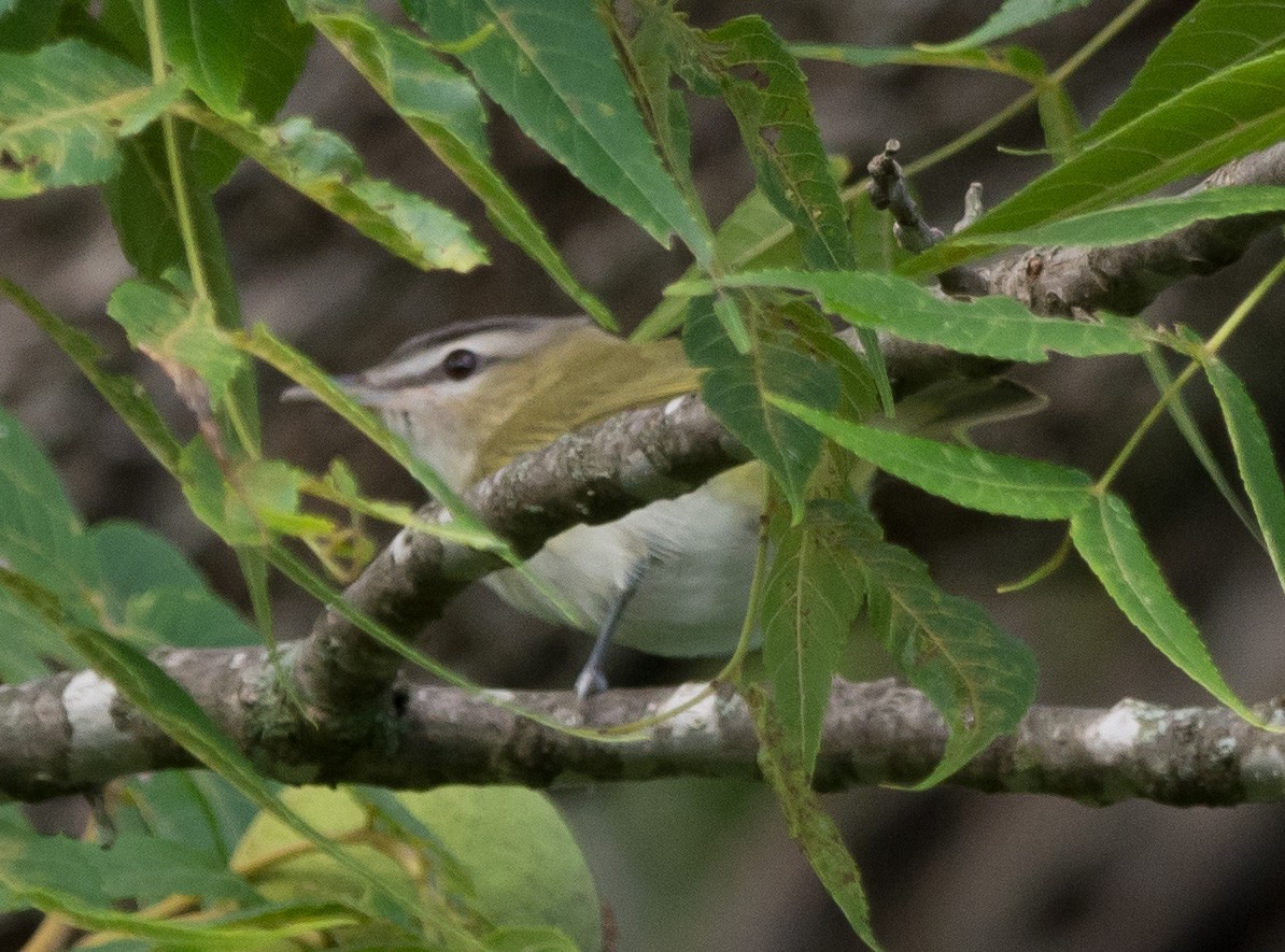 Red-eyed Vireo - ML622101464