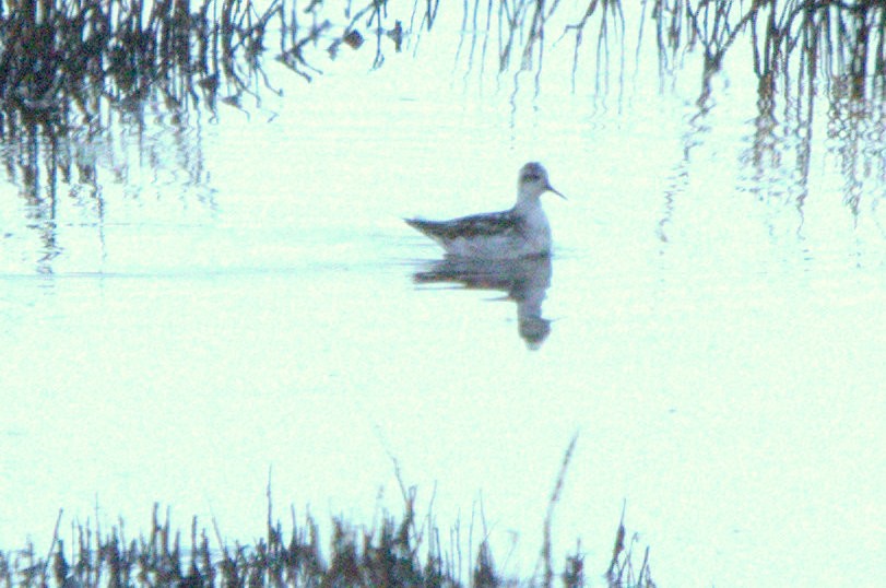 Red-necked Phalarope - ML622101465