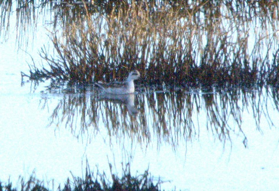 Red-necked Phalarope - ML622101466