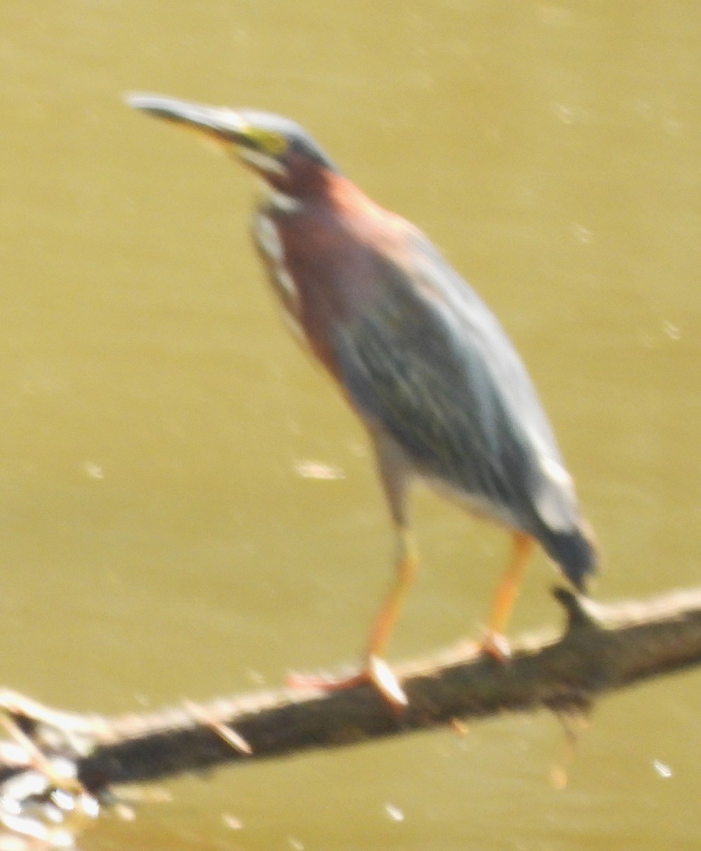 Green Heron - ML622101467