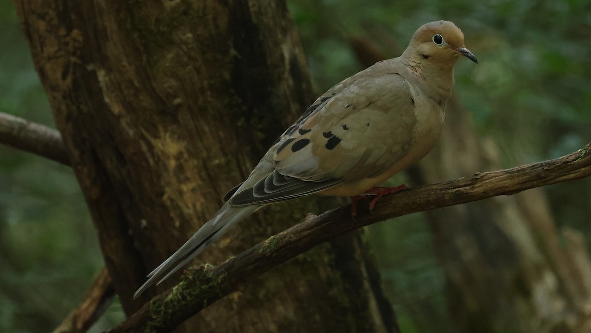 Mourning Dove - ML622101468