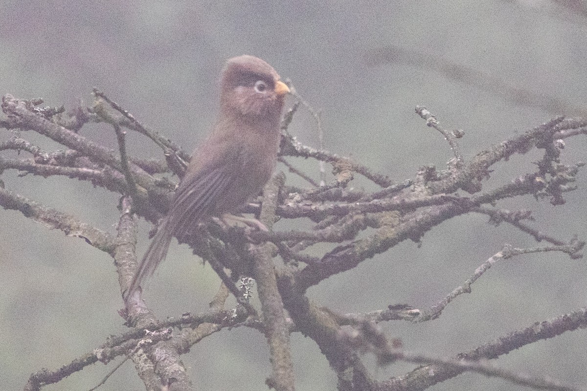 Three-toed Parrotbill - ML622101471