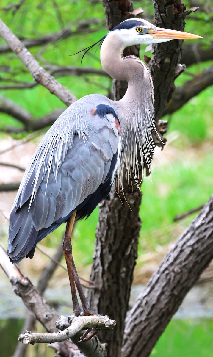 Great Blue Heron - ML622101472