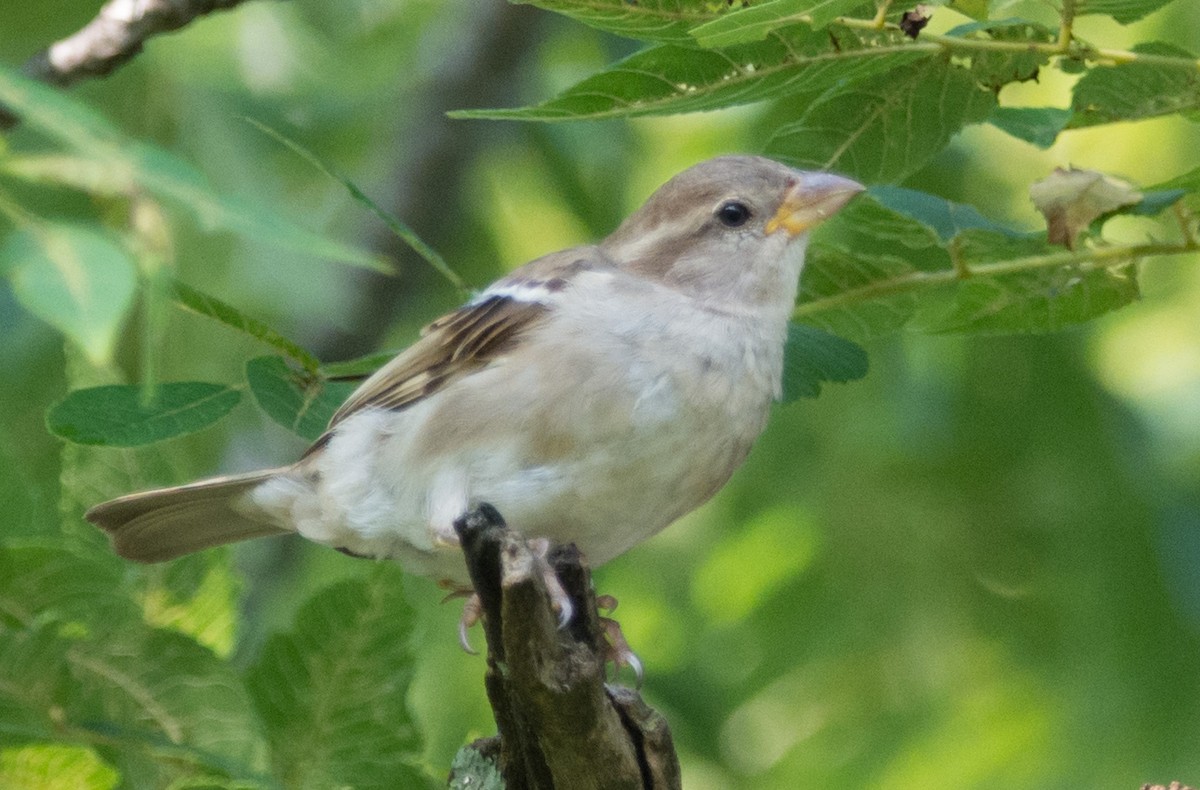 Moineau domestique - ML622101473