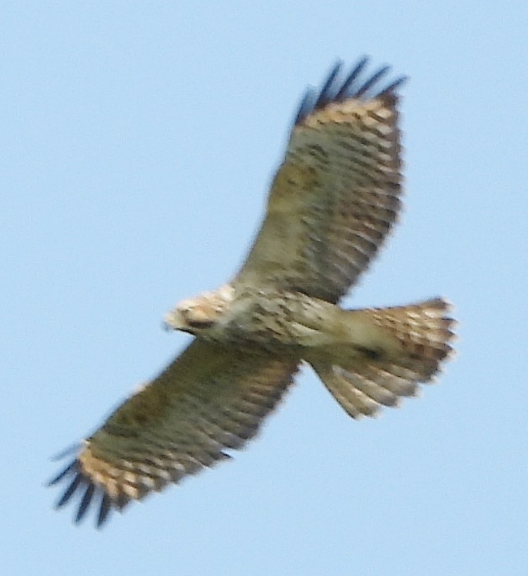 Broad-winged Hawk - ML622101474