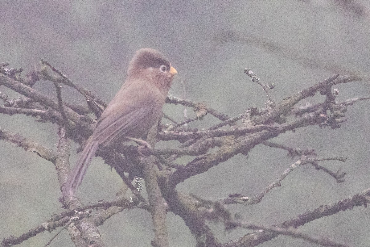 Three-toed Parrotbill - ML622101475