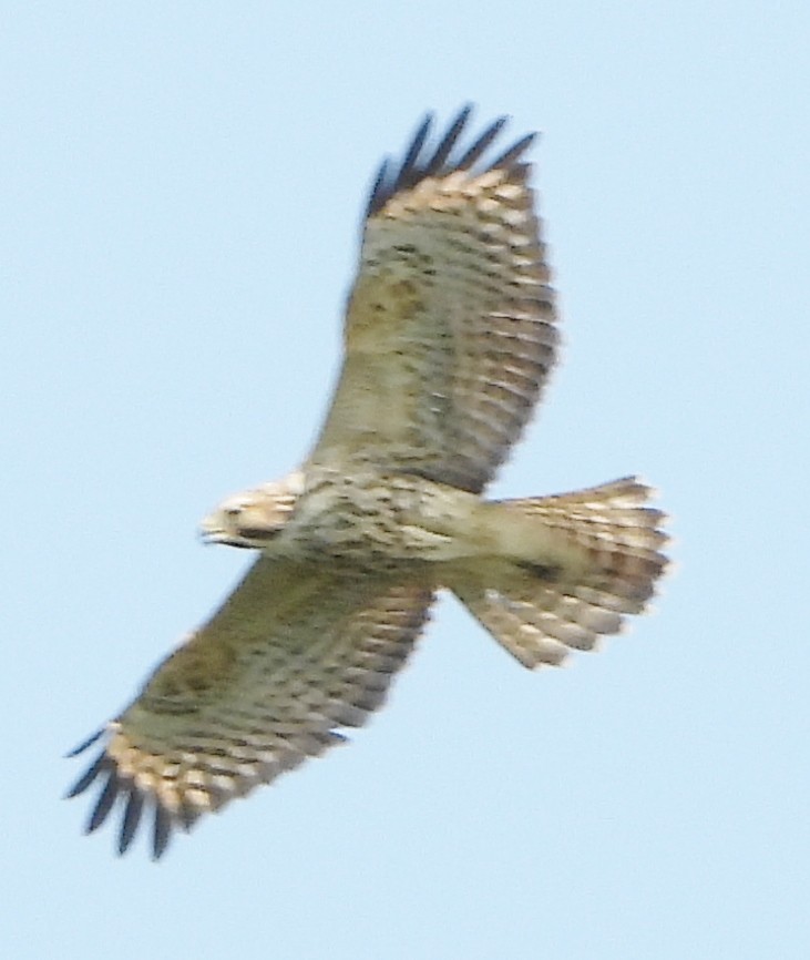 Broad-winged Hawk - ML622101476