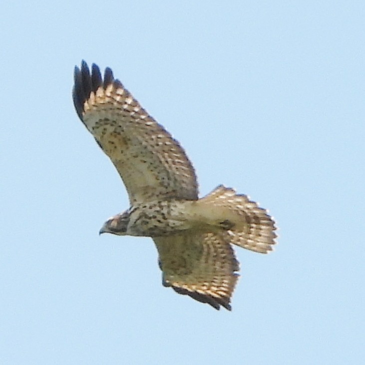 Broad-winged Hawk - ML622101477