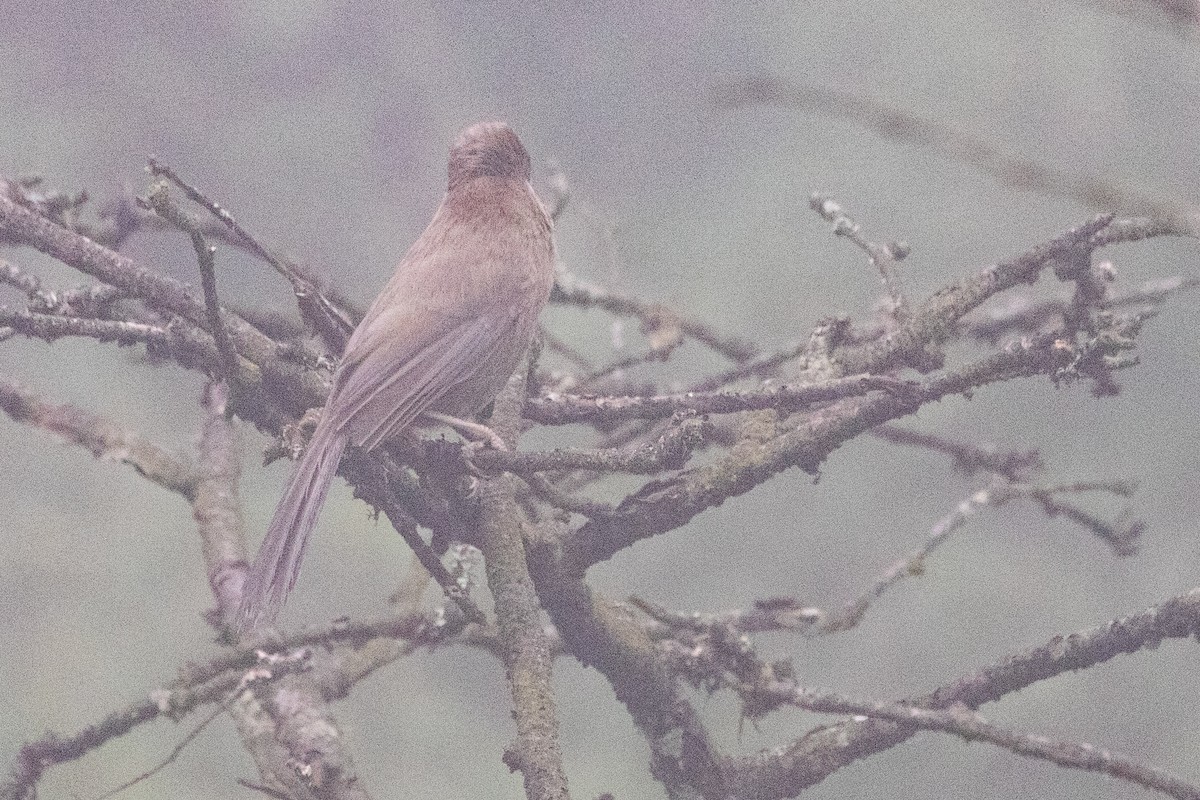 Three-toed Parrotbill - ML622101478