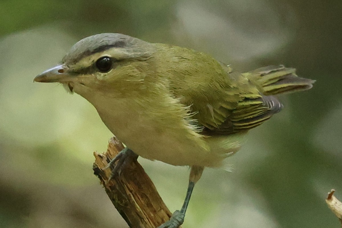 Red-eyed Vireo - ML622101479