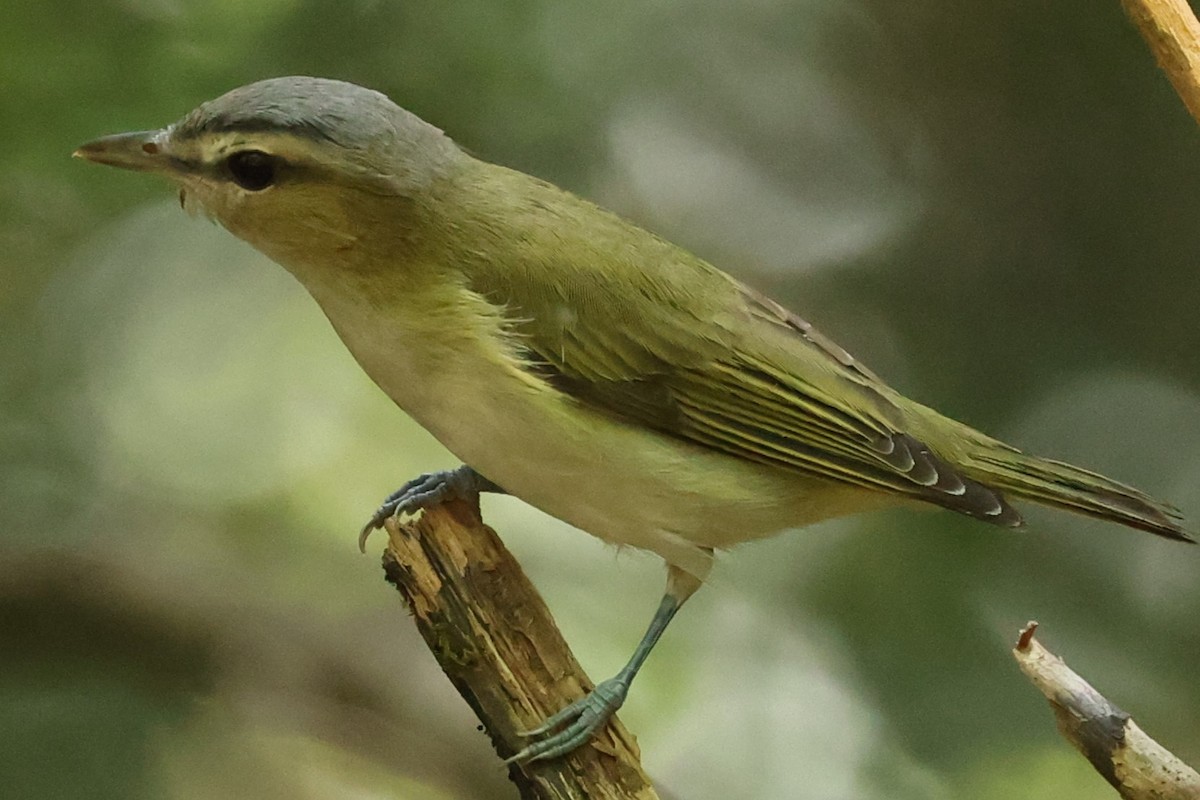 Red-eyed Vireo - Duane Yarbrough