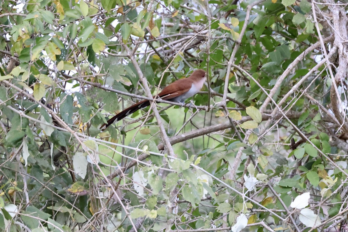 Squirrel Cuckoo - ML622101481