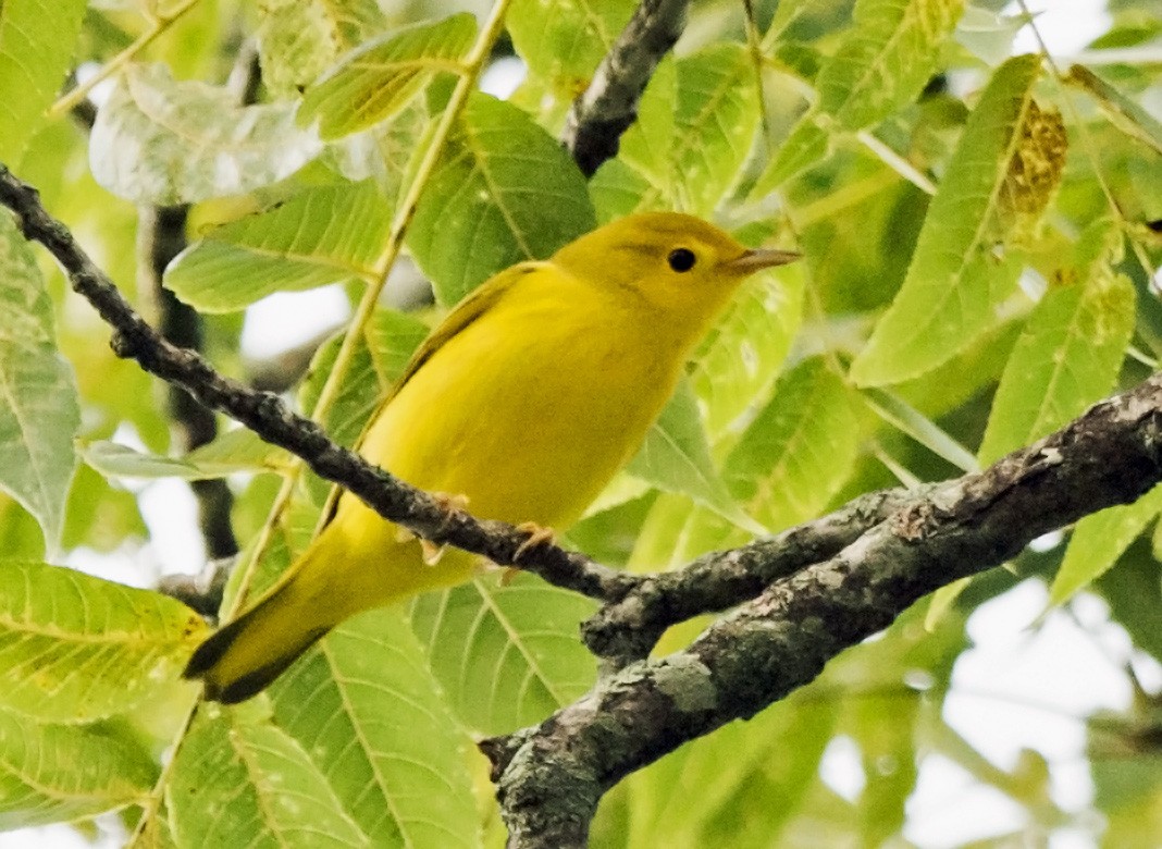 Yellow Warbler - ML622101483