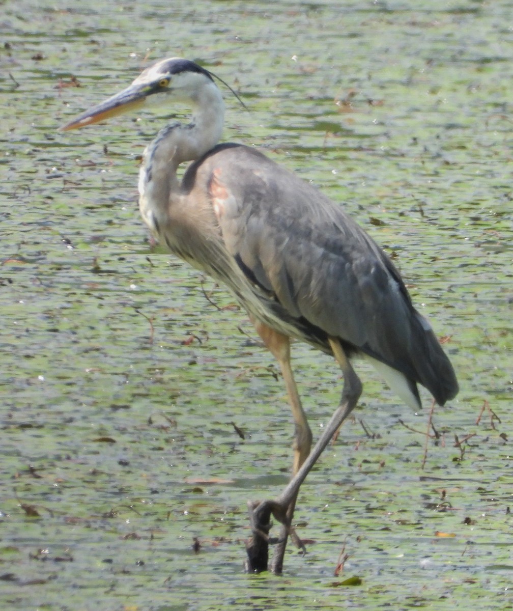 Great Blue Heron - ML622101484