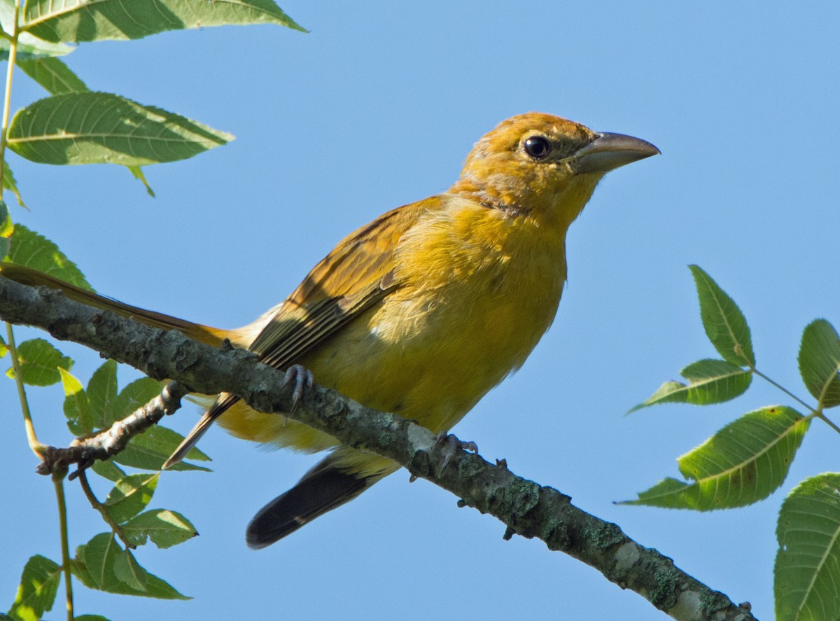 Summer Tanager - ML622101486