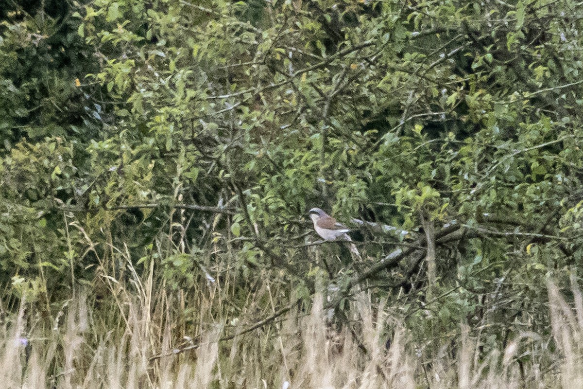 Red-backed Shrike - ML622101487