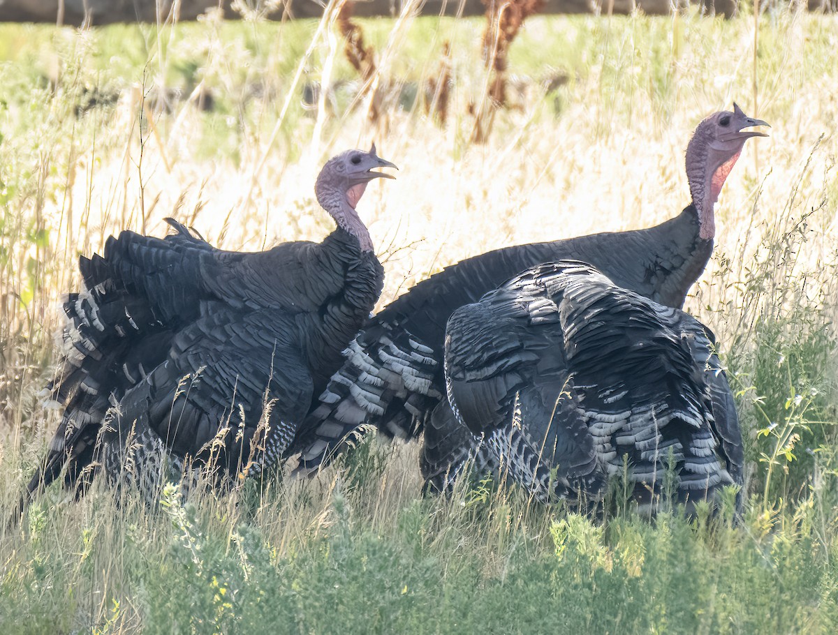 Wild Turkey - ML622101488