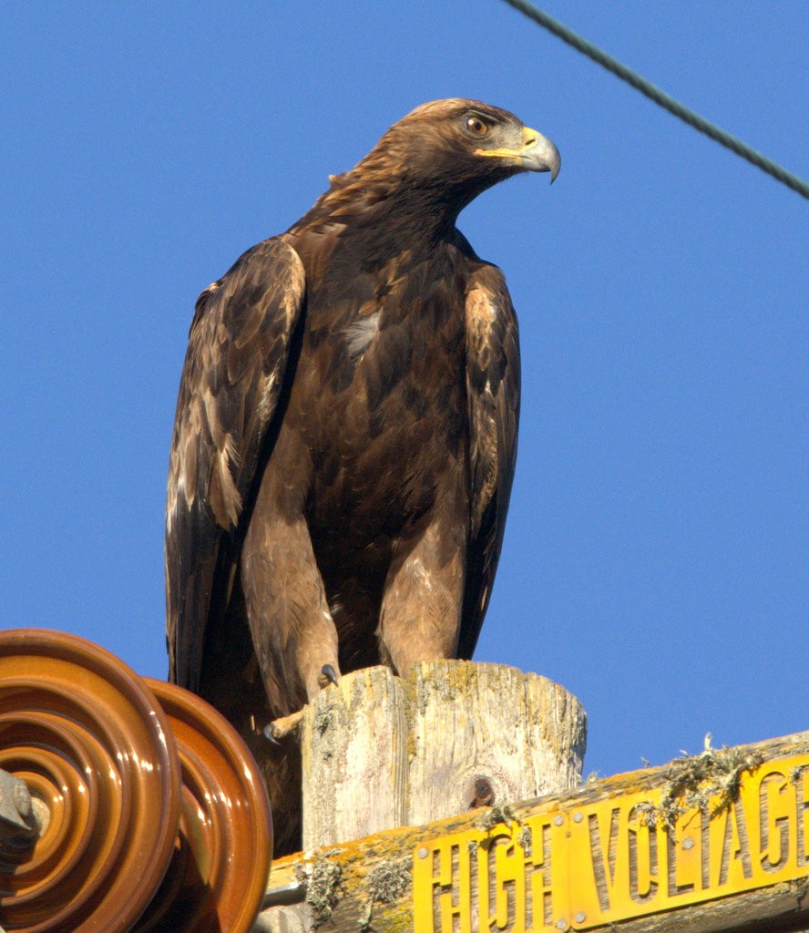 Golden Eagle - ML622101491