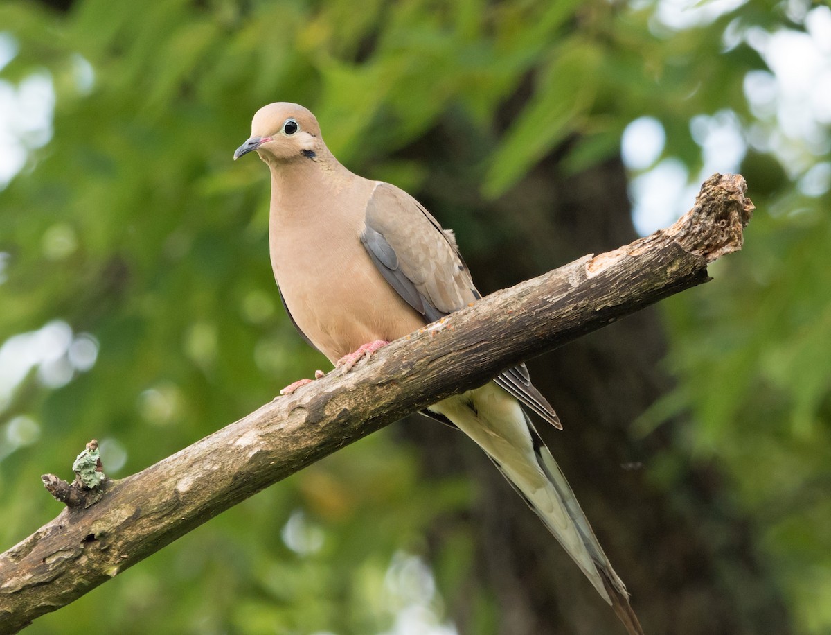 Mourning Dove - ML622101514