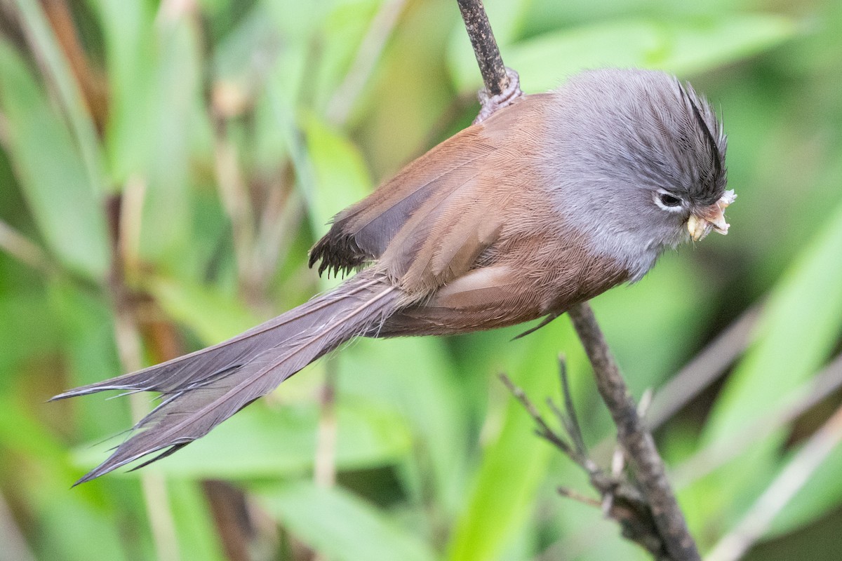 Gray-hooded Parrotbill - ML622101590