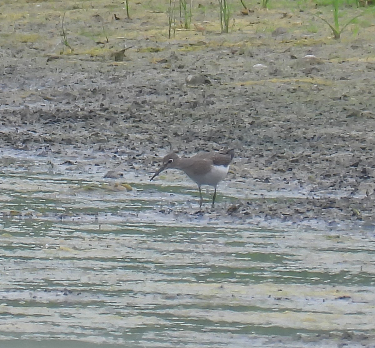 Solitary Sandpiper - ML622101591