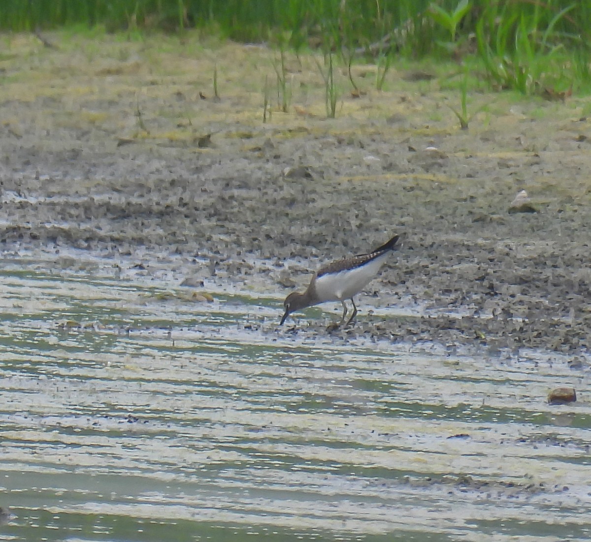 Solitary Sandpiper - ML622101592