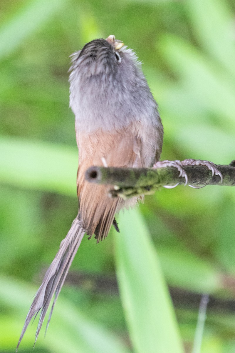 Gray-hooded Parrotbill - ML622101593