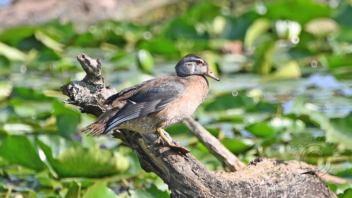 Wood Duck - ML622101594