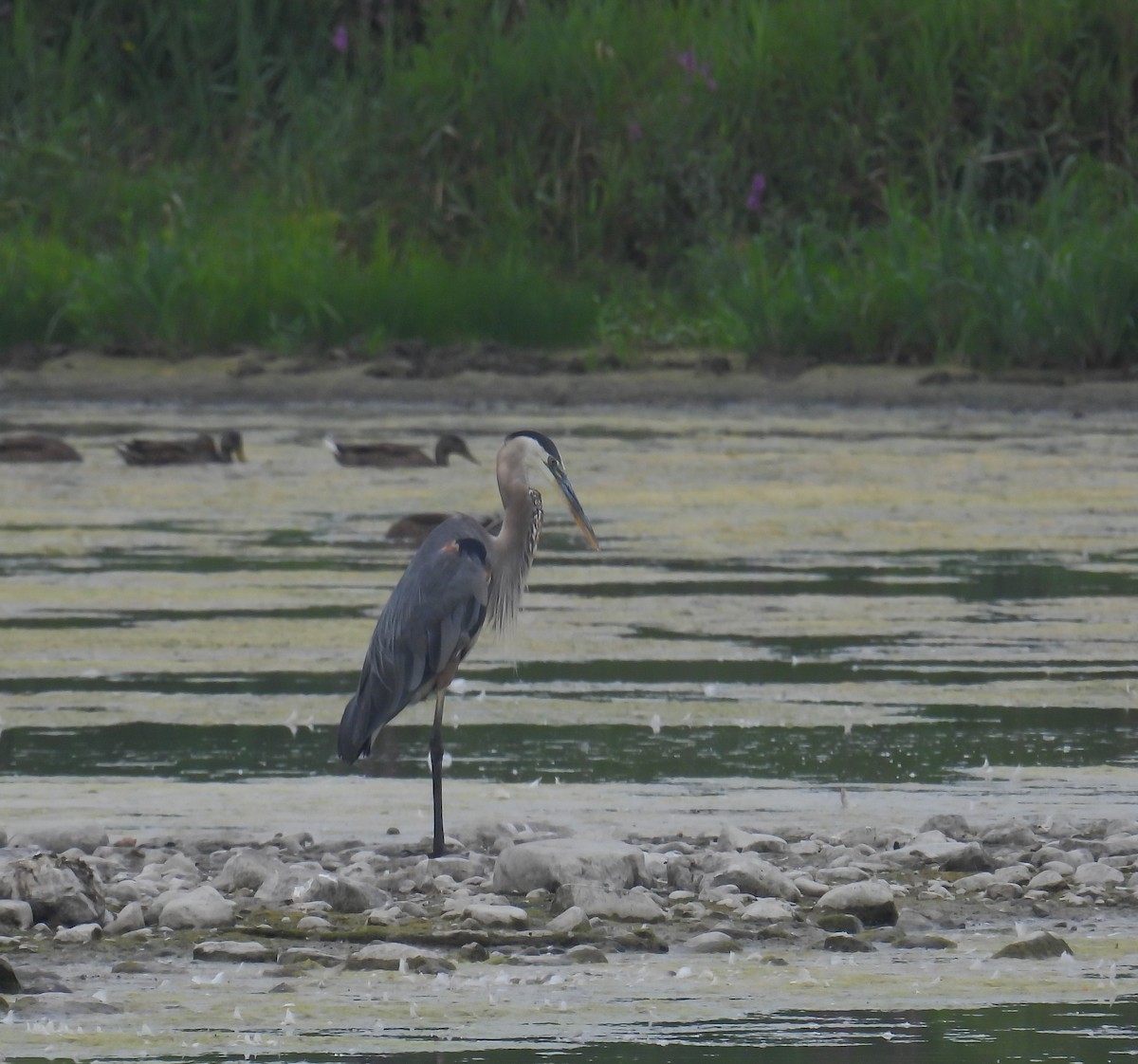 Great Blue Heron - ML622101595