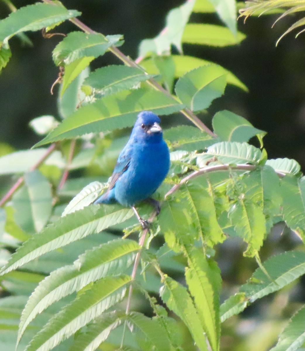 Indigo Bunting - ML622101596