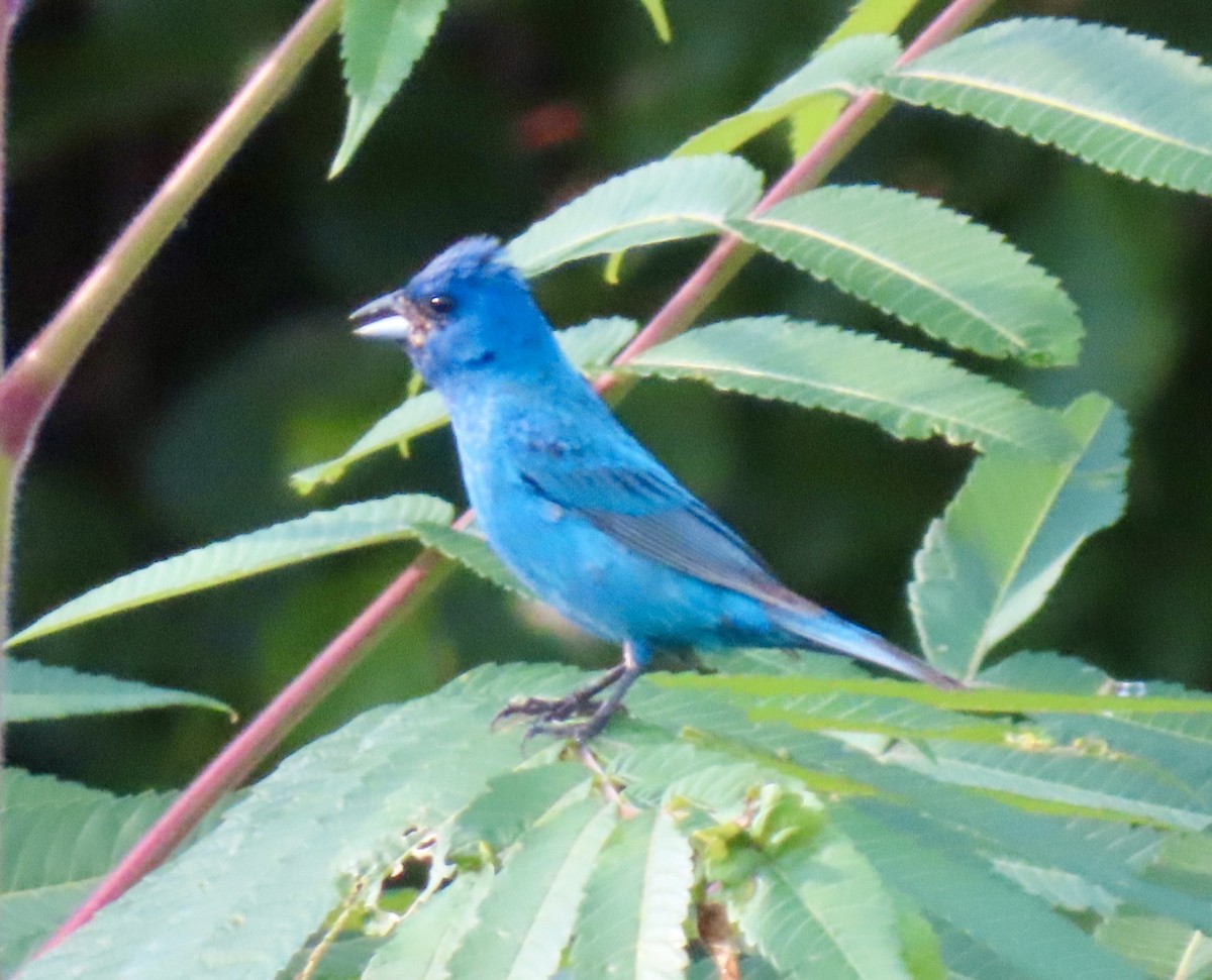 Indigo Bunting - ML622101597