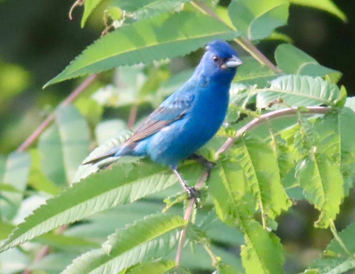 Indigo Bunting - ML622101598